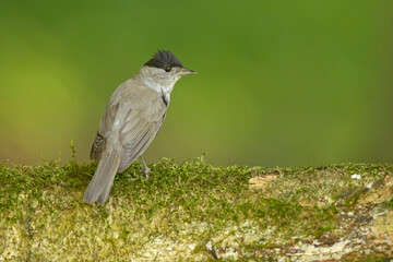 Kapturka, pokrzewka czarnołbista, pokrzewka czarnogłowa (Sylvia atricapilla)