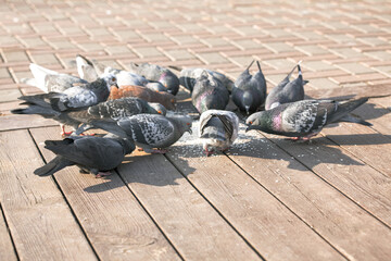 Pigeons eat on the sidewalk