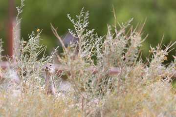 Tiny paws great big bite from San Joaquin antelope squirrel Ammospermophilus nelsoni who is excited about finding ripe berries among the vegetation
