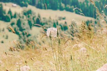 Closeup of a common dandelion found in the wilderness with a hill in the background © Alex604/Wirestock Creators