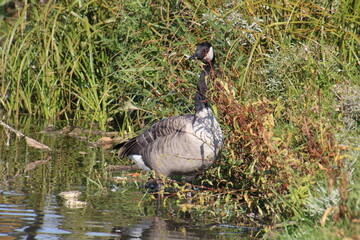 goose in the wetlands