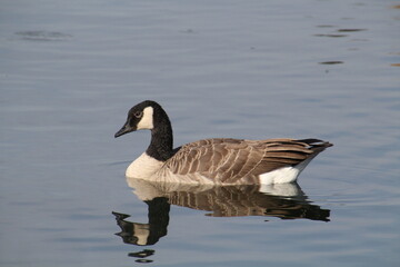 canadian goose on the water, William Hawrelak Park, Edmonton, Alberta