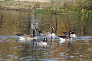 Flock On The Lake, William Hawrelak Park, Edmonton, Alberta
