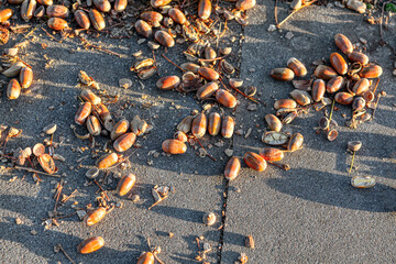 Acorns on the pavement in autumn
