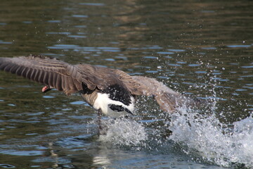 Goose splashing on the lake, William Hawrelak Park, Edmonton, Alberta