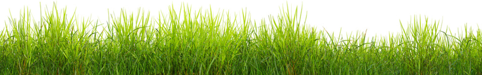 Green grass border, on a transparent background. The horizon of the green lawn. Green field frame, background