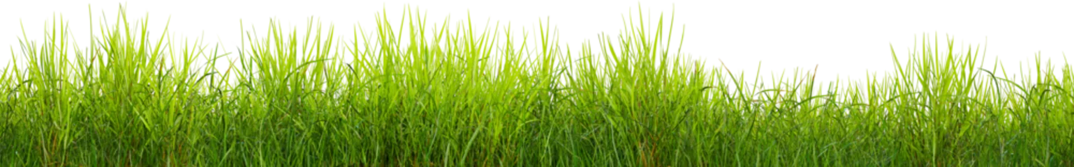 Foto op Plexiglas Green grass border, on a transparent background. The horizon of the green lawn. Green field frame, background © Om.Nom.Nom