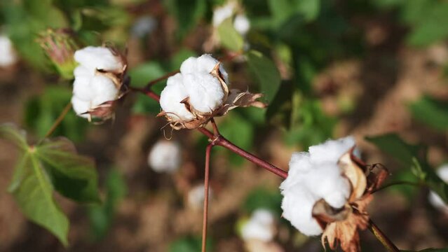 white cotton buds 