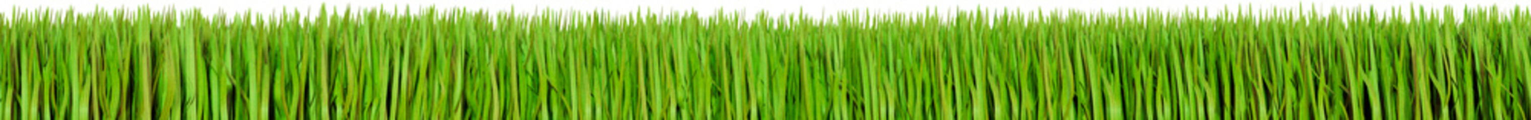 Fototapeta na wymiar Green grass border, on a transparent background. Horizon of the green lawn. Green field frame, background. 3D Render