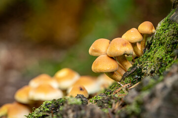 Mushrooms in the forest 