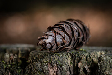 Small cones in the autumn forest