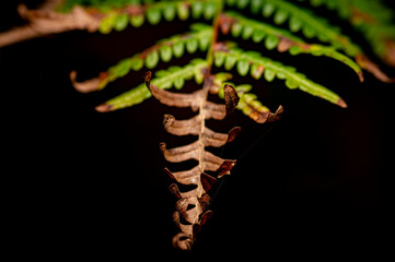 Autumn fern leaves in the forest