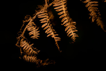 Autumn fern leaves in the forest