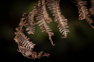 Autumn fern leaves in the forest