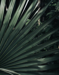 Moody Green palm leaf with light reflection in the tropical jungle of Tulum on a cloudy afternoon 