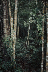 Obraz premium Abandoned track in tropical jungle of Yucatan peninsula near Tulum with moody green color on a cloudy day