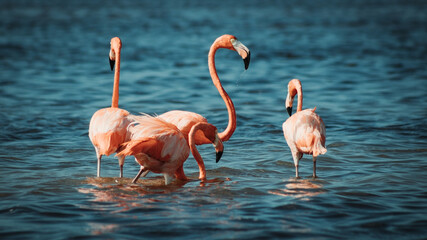 Pink flamingos feeding in blue waters lagoon on the northern coast of Yucatan state at sunset