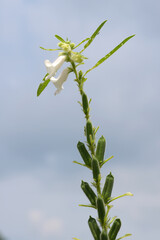 白胡麻の花と実