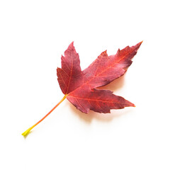 Seasonal fall red maple leaf on a white background. Autumnal foliage. Copy space.