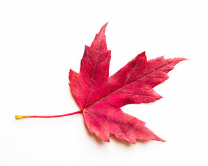 Autumn minimal photo of a bright red fall maple leaf. seasonal autumnal foliage. isolated on a white backdrop.