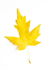 Close-up yellow dry fall maple leaf. Isolated on a white backdrop. Flat top view. Seasonal autumnal foliage.