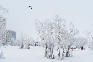 Winter snow-covered city square. The branches of bushes and trees are covered with frost. Frosty...