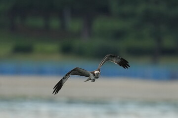 Fototapeta na wymiar osprey is hunting a fish in a seashore