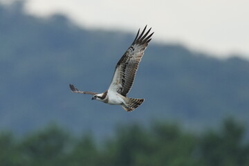 osprey is hunting a fish in a seashore