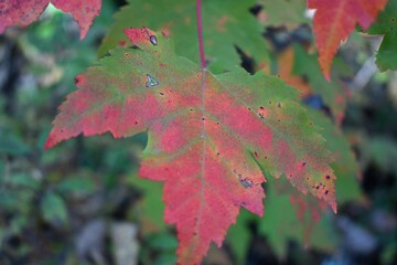 red maple leaf