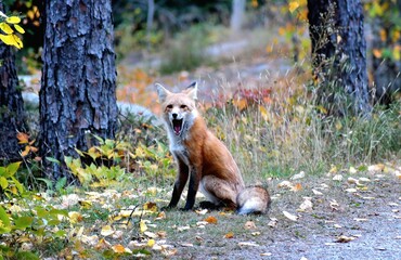 red fox vulpes yawning