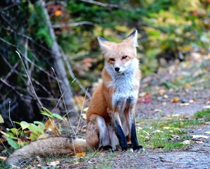 red fox vulpes