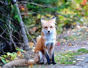 red fox vulpes