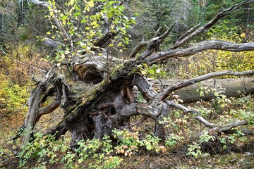 Roots of fallen over tree in autumn