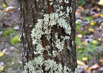 Skull shape in forest fungi and lichen on tree - obrazy, fototapety, plakaty