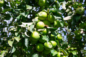 Growing green organic apples on tree brunch in orchard in sunny day