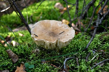 mushroom in moss
