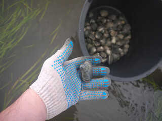 Holding vongole, or Venus clam shell while collecting live mollusks in a shallow water at the coast