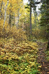 Obraz premium autumn in the forest