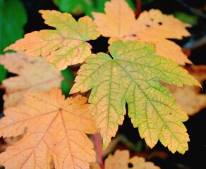 autumn maple leaves