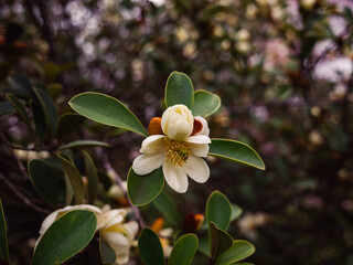 magnolia flower © Thanh