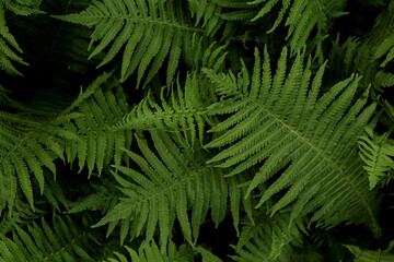 Fototapeta na wymiar Beautiful fern with lush green leaves growing outdoors