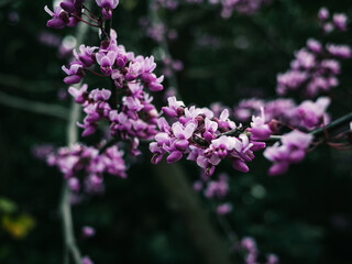 Obraz premium flowers in the garden