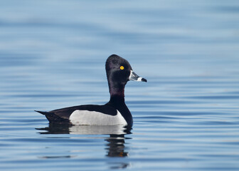 Ring-necked Duck drake with head and neck raised and alert, in full breeding plumage ... Aythya collaris