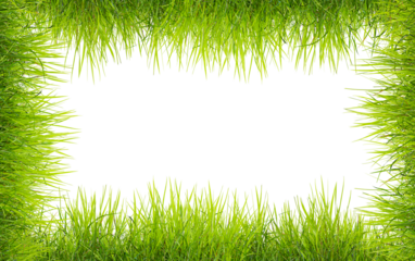 Green grass frame, on a transparent background. Green field frame, background.