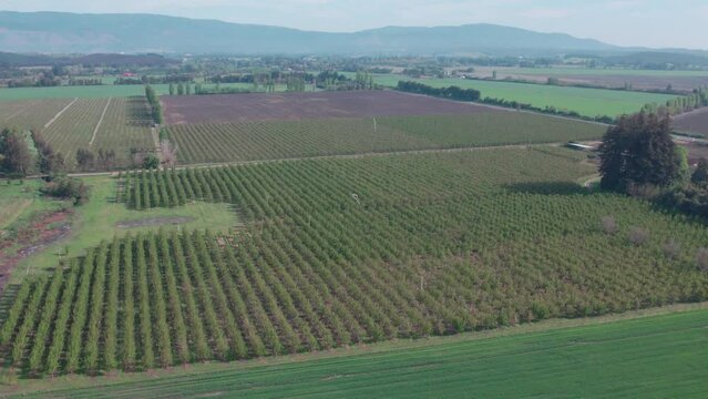 plantaci&oacute;n de cerezos 