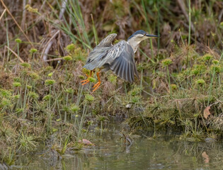 Butorides Striata, Striated Heron jumping/flying over Cyperus Papyrus on a small pond