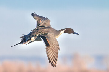 Northern Pintail - drake in flight against a wetland habitat background, highly detailed topside...