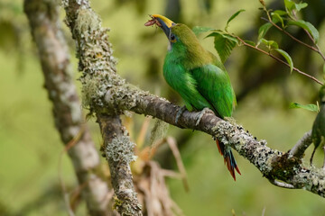 Fototapeta premium Emerald Toucanet, Aulacorhynchus albivitta eating a scarab.