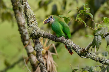 Emerald Toucanet, Aulacorhynchus albivitta eating a scarab.