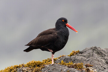 Black Oystercatcher on shore of Redwood park in California